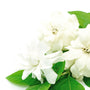 White Gardenia Fragrance Oil