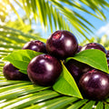 Acai Berry Fragrance Oil