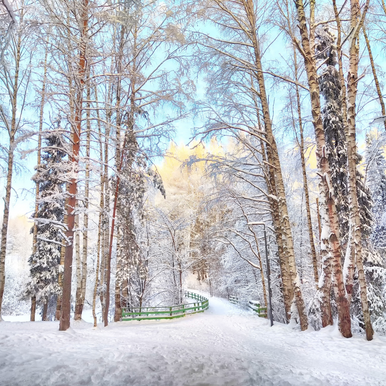 Winter Birch and Pine Fragrance Oil fragrance oil bottle - Zoom Media 1