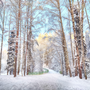 Winter Birch and Pine Fragrance Oil fragrance oil bottle - Zoom Thumbnail Media 1
