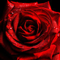 Midnight Rouge Fragrance Oil