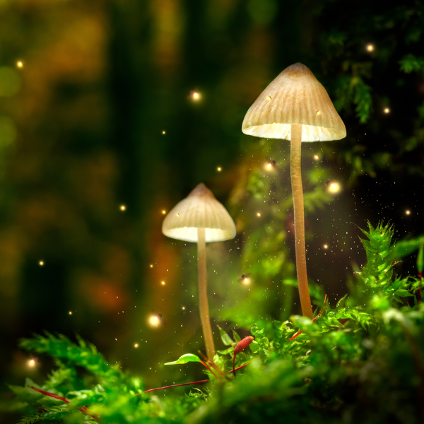 Evening Fireflies Fragrance Oil - Zoom Media 1