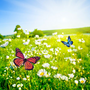 Butterfly Meadows Fragrance Oil fragrance oil bottle - Zoom Thumbnail Media 1