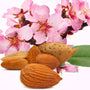 Almond Fragrance Oil