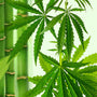 Bamboo Hemp Fragrance Oil fragrance oil bottle
