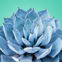 Blue Agave Fragrance Oil