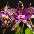 Chocolate Orchid Fragrance Oil fragrance oil bottle