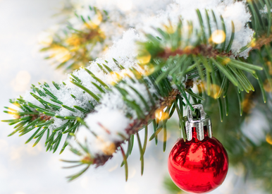 Christmas Fir Fragrance Oil