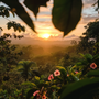 Costa Rica: Pura Vida Sunrise Fragrance Oil
