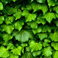 English Ivy Fragrance Oil fragrance oil bottle