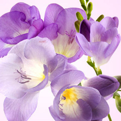 Freesia Fragrance Oil - Fragrance Oils - for Soap & Candle Making - 2 ...