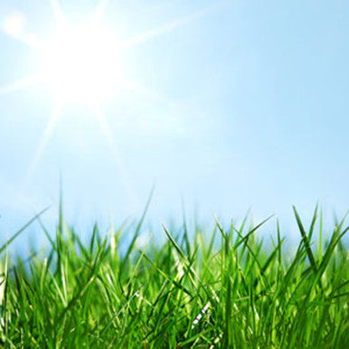 Fresh Cut Grass Fragrance Oil