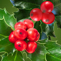 Holly Berry Fragrance Oil