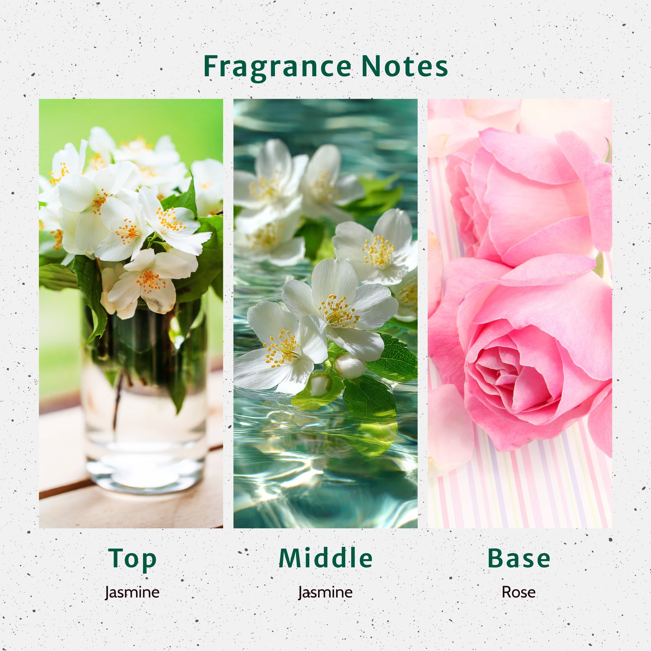 Jasmine Fragrance Oil - Fragrance Oils - for Soap & Candle Making