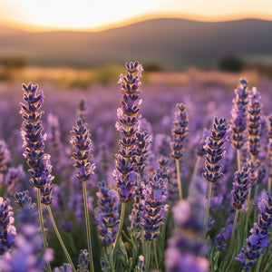 Lavender Flowers Fragrance Oil fragrance oil bottle - Featured Image