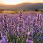Lavender Flowers Fragrance Oil