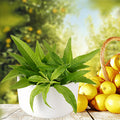 Lemon Verbena Fragrance Oil