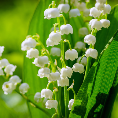Lily of the Valley Fragrance Oil