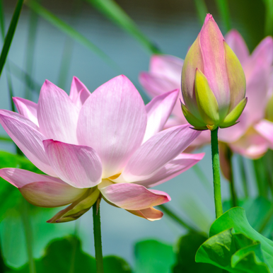 Lotus Blossom Fragrance Oil