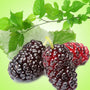 Mulberry Fragrance Oil