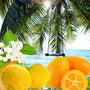 Palm Island Fragrance Oil