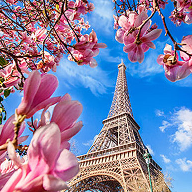 Paris le Fleur Fragrance Oil fragrance oil bottle