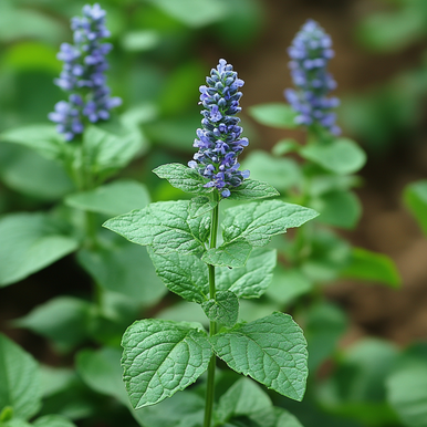 Patchouli Fragrance Oil