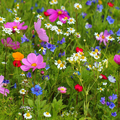 Spring Wildflowers Fragrance Oil