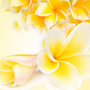 Tiare Flowers Fragrance Oil