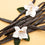 Vanilla Bean Fragrance Oil
