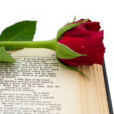 Watch Out Romeo Fragrance Oil