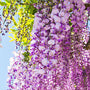 Wisteria Fragrance Oil fragrance oil bottle