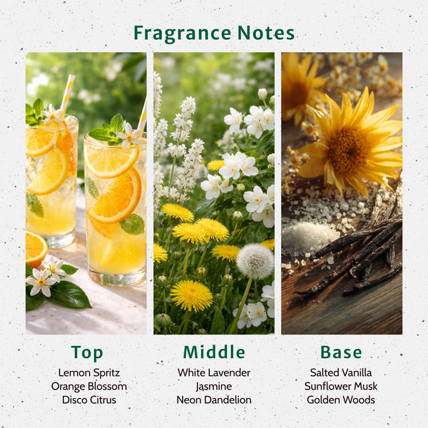 Disco Dandelion Fragrance Oil