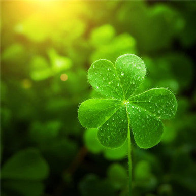 4 Leaf Clover Fragrance Oil