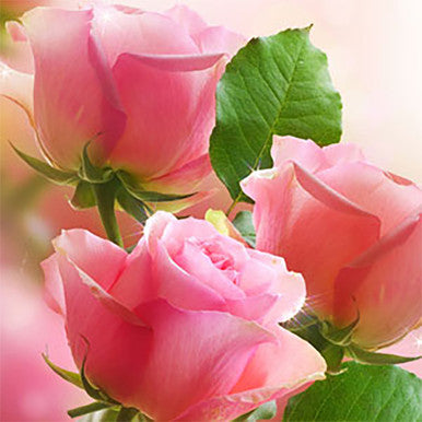 Victorian Rose Fragrance Oil